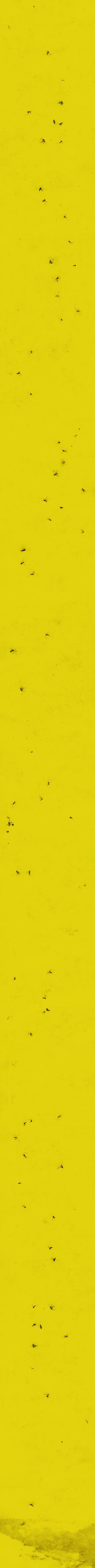 MADELEINE BRUNNMEIER